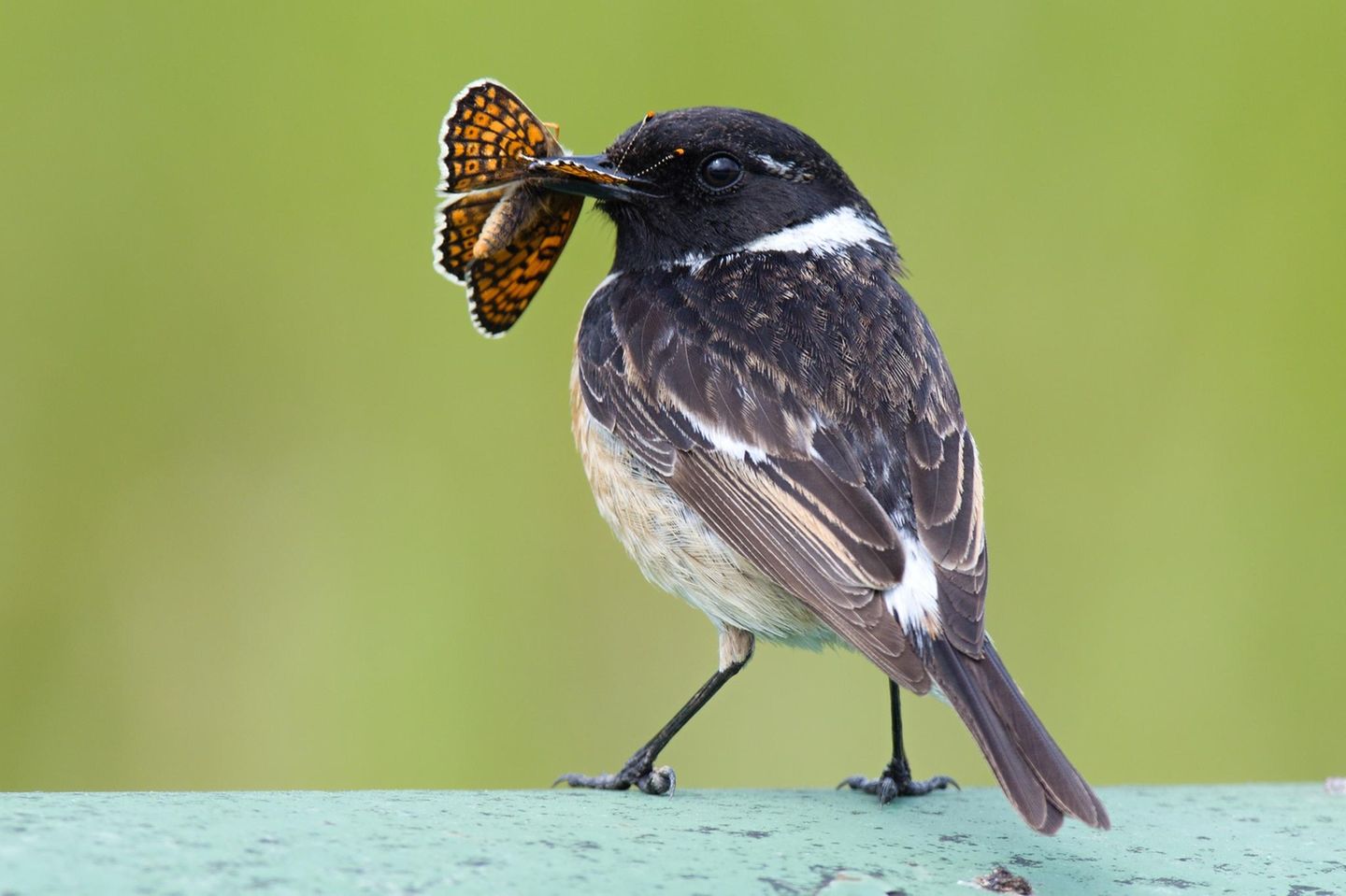 Kleiner Vogel mit Schmetterling im Schnabel