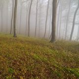 Wald im Nebel