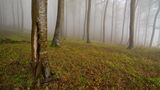 Wald im Nebel