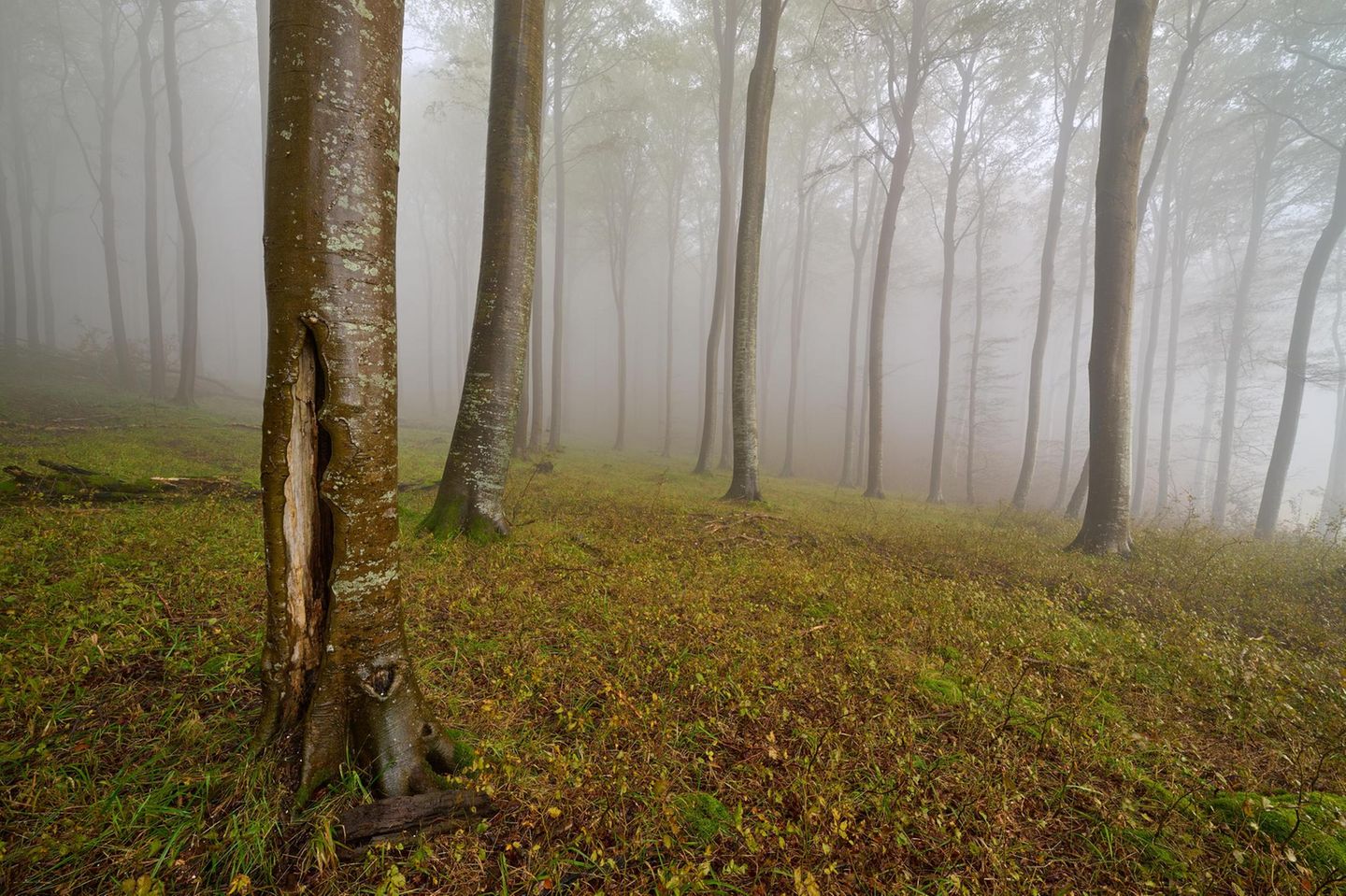Wald im Nebel