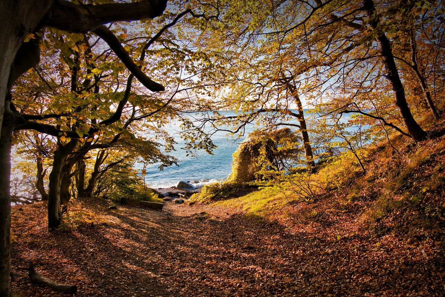Waldweg zum Meer
