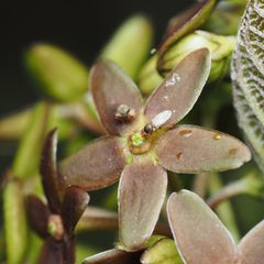 Grasfliege auf einer Blüte