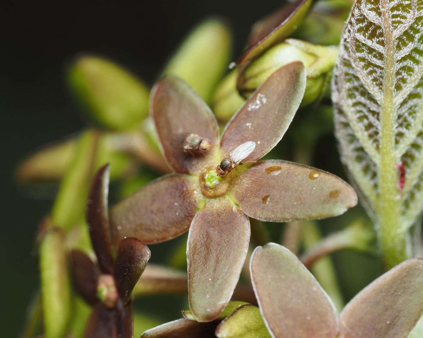 Grasfliege auf einer Blüte