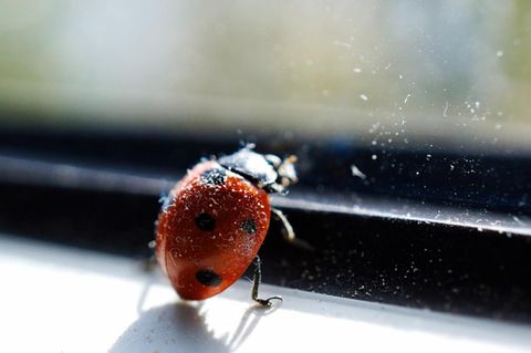 Marienkäfer am Fenster