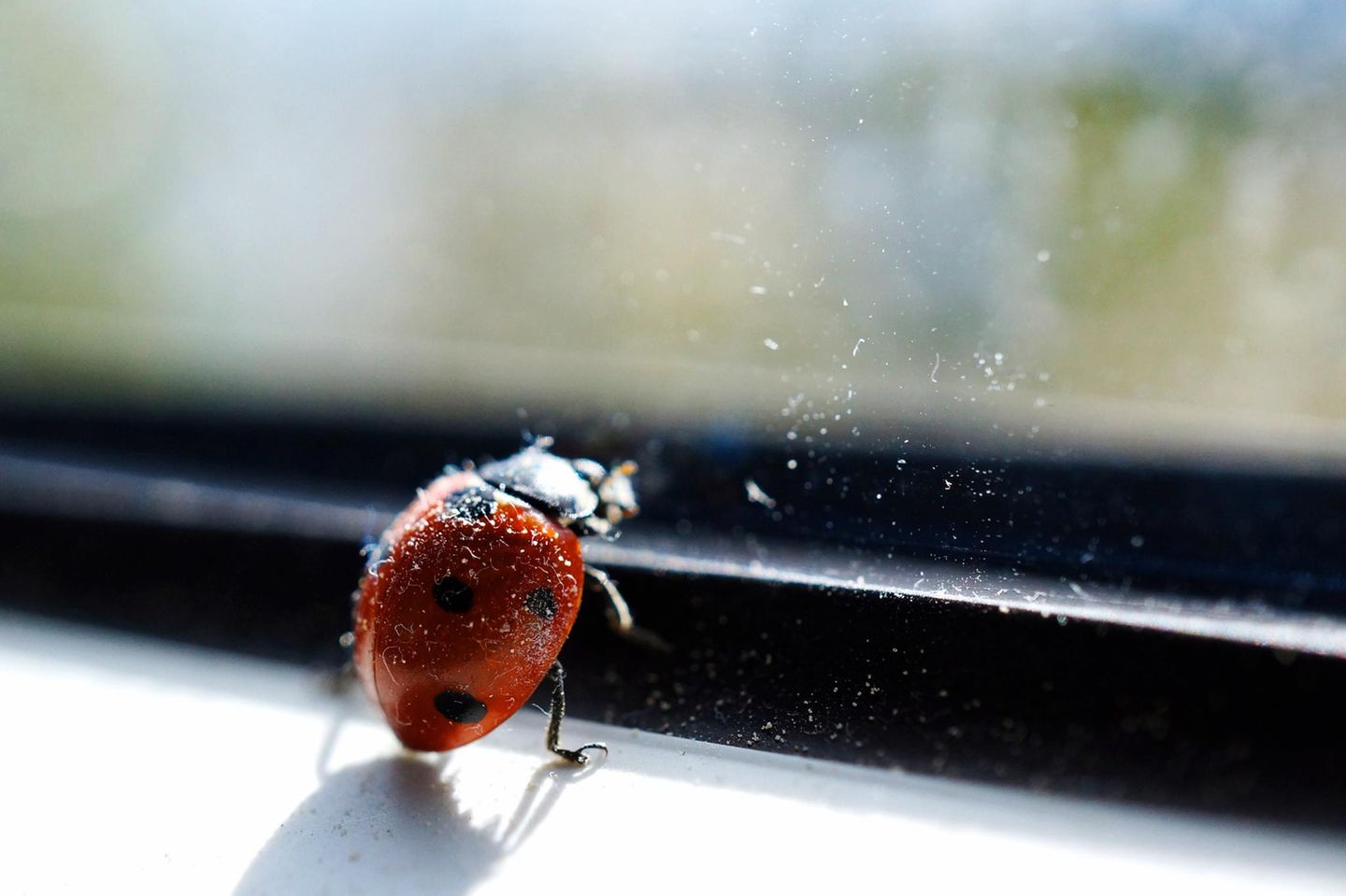 Marienkäfer am Fenster