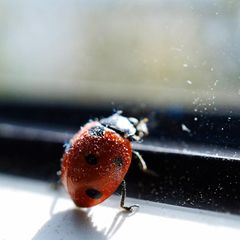 Marienkäfer am Fenster