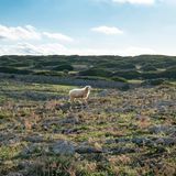 Schaf auf dem Camí de Cavalls auf Menorca