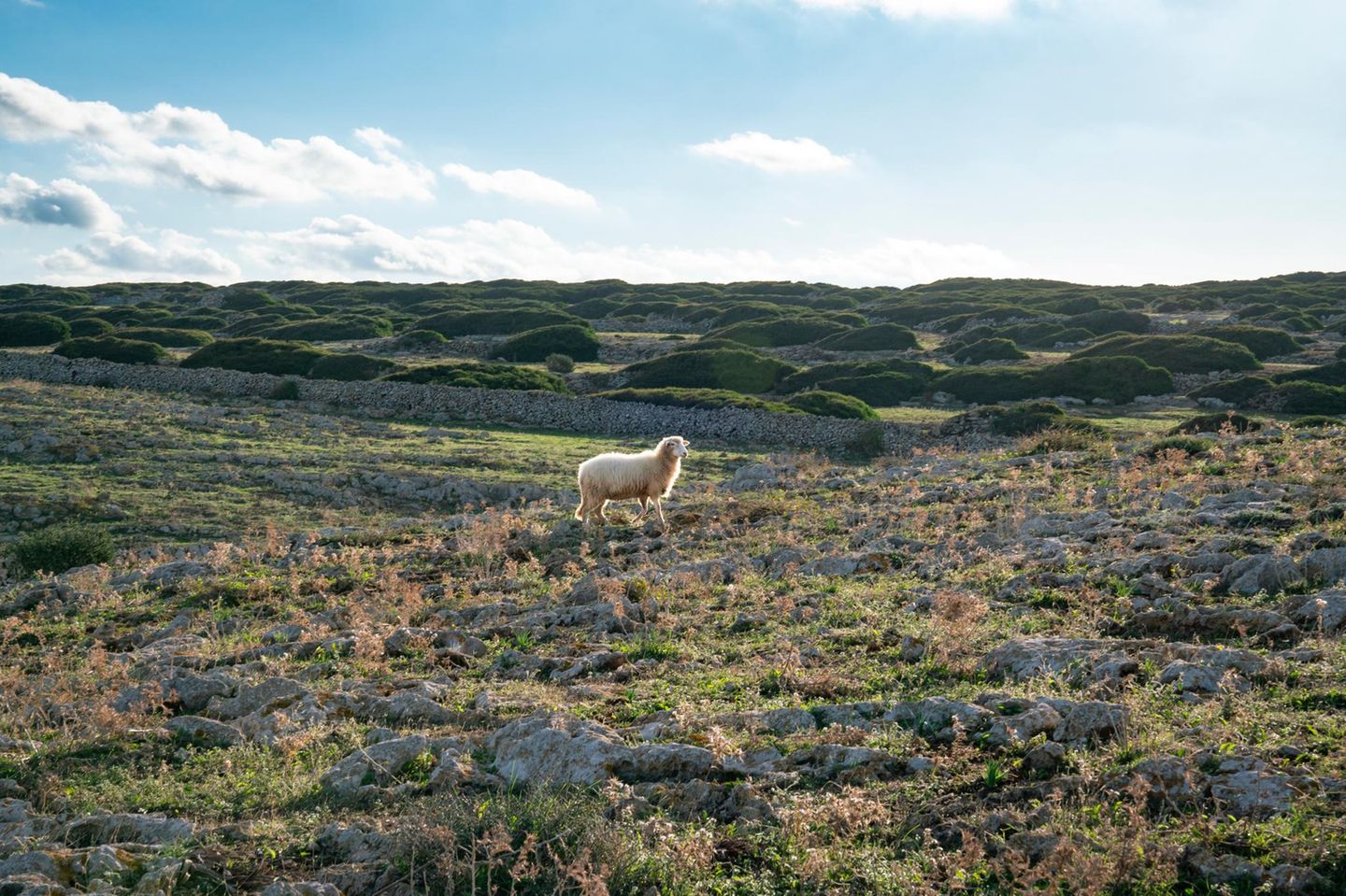 Um die Insel auf dem Camí de Cavalls Schaf auf dem Camí de Cavalls auf Menorca