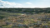 Schaf auf dem Camí de Cavalls auf Menorca
