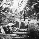 Zwangsarbeiter beim Baumfällen im afrikanischen Urwald