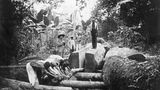 Zwangsarbeiter beim Baumfällen im afrikanischen Urwald