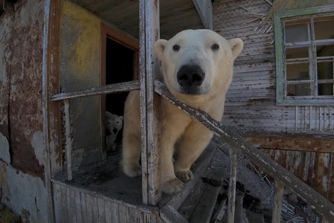 Seltene Aufnahmen: Verlassen, verfallen – und bewohnt: Eisbären besetzen verlassene Polarstation