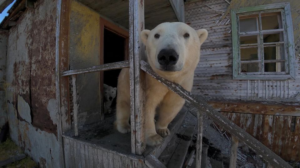 Seltene Aufnahmen: Verlassen, verfallen – und bewohnt: Eisbären besetzen verlassene Polarstation
