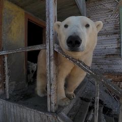 Seltene Aufnahmen: Verlassen, verfallen – und bewohnt: Eisbären besetzen verlassene Polarstation