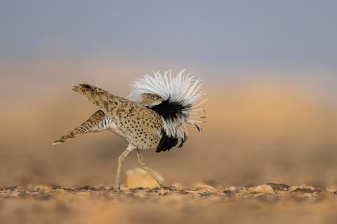 Frühjahr ist Balzzeit. Dann plustern die Männchen der Asiatischen Kragentrappe (Chlamydotis macqueenii) ihre Brust auf, stellen ihre schmückenden weißen Federn auf und stolzieren auf dem kargen Wüstenboden hin und her, als gäbe es kein Morgen. Als Laufsteg wählen sie einen gut sichtbaren Ort, schließlich geht es hier ums Sehen und Gesehenwerden – und das Anlocken einer Partnerin. Dabei ist der hier so exzentrisch tanzende Vogel außerhalb der Paarungszeit scheu und unscheinbar, sein Gefieder lässt ihn mit seinem Lebensraum, den Trockensteppen und Halbwüsten Zentralasiens und des Nahen Ostens, geradezu verschmelzen. Chen Ein-Dor hat deshalb mit der Balzzeit genau den richtigen Moment abgewartet, um die tanzende Trappe mit seiner Kamera einzufangen. Für sein Foto wird er mit dem dritten Platz in der Kategorie "Vogelverhalten" des "Bird Photographer of the Year" ausgezeichnet.