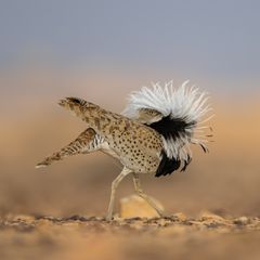 Frühjahr ist Balzzeit. Dann plustern die Männchen der Asiatischen Kragentrappe (Chlamydotis macqueenii) ihre Brust auf, stellen ihre schmückenden weißen Federn auf und stolzieren auf dem kargen Wüstenboden hin und her, als gäbe es kein Morgen. Als Laufsteg wählen sie einen gut sichtbaren Ort, schließlich geht es hier ums Sehen und Gesehenwerden – und das Anlocken einer Partnerin. Dabei ist der hier so exzentrisch tanzende Vogel außerhalb der Paarungszeit scheu und unscheinbar, sein Gefieder lässt ihn mit seinem Lebensraum, den Trockensteppen und Halbwüsten Zentralasiens und des Nahen Ostens, geradezu verschmelzen. Chen Ein-Dor hat deshalb mit der Balzzeit genau den richtigen Moment abgewartet, um die tanzende Trappe mit seiner Kamera einzufangen. Für sein Foto wird er mit dem dritten Platz in der Kategorie "Vogelverhalten" des "Bird Photographer of the Year" ausgezeichnet.