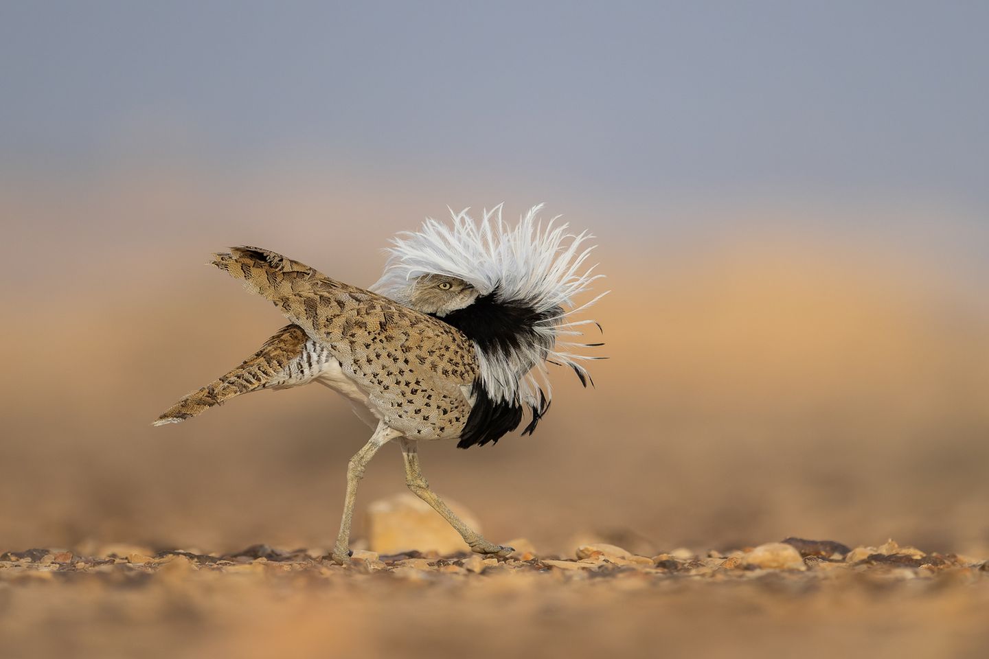Frühjahr ist Balzzeit. Dann plustern die Männchen der Asiatischen Kragentrappe (Chlamydotis macqueenii) ihre Brust auf, stellen ihre schmückenden weißen Federn auf und stolzieren auf dem kargen Wüstenboden hin und her, als gäbe es kein Morgen. Als Laufsteg wählen sie einen gut sichtbaren Ort, schließlich geht es hier ums Sehen und Gesehenwerden – und das Anlocken einer Partnerin. Dabei ist der hier so exzentrisch tanzende Vogel außerhalb der Paarungszeit scheu und unscheinbar, sein Gefieder lässt ihn mit seinem Lebensraum, den Trockensteppen und Halbwüsten Zentralasiens und des Nahen Ostens, geradezu verschmelzen. Chen Ein-Dor hat deshalb mit der Balzzeit genau den richtigen Moment abgewartet, um die tanzende Trappe mit seiner Kamera einzufangen. Für sein Foto wird er mit dem dritten Platz in der Kategorie "Vogelverhalten" des "Bird Photographer of the Year" ausgezeichnet.