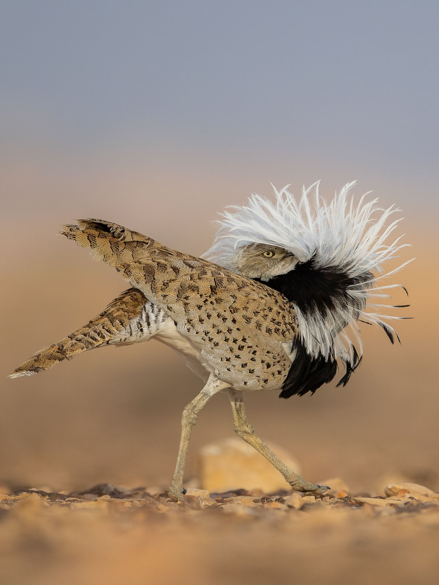Frühjahr ist Balzzeit. Dann plustern die Männchen der Asiatischen Kragentrappe (Chlamydotis macqueenii) ihre Brust auf, stellen ihre schmückenden weißen Federn auf und stolzieren auf dem kargen Wüstenboden hin und her, als gäbe es kein Morgen. Als Laufsteg wählen sie einen gut sichtbaren Ort, schließlich geht es hier ums Sehen und Gesehenwerden – und das Anlocken einer Partnerin. Dabei ist der hier so exzentrisch tanzende Vogel außerhalb der Paarungszeit scheu und unscheinbar, sein Gefieder lässt ihn mit seinem Lebensraum, den Trockensteppen und Halbwüsten Zentralasiens und des Nahen Ostens, geradezu verschmelzen. Chen Ein-Dor hat deshalb mit der Balzzeit genau den richtigen Moment abgewartet, um die tanzende Trappe mit seiner Kamera einzufangen. Für sein Foto wird er mit dem dritten Platz in der Kategorie "Vogelverhalten" des "Bird Photographer of the Year" ausgezeichnet.