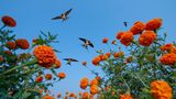 Das weiche Bett der Blumenwiese unter dem Körper spüren, das Summen und Brummen von Insekten im Ohr hören und mit einem würzigen Duft in der Nase durch die leuchtenden Blüten hindurch in den blauen Himmel blicken, in dem Schwalben kreisen: Baiju Patils Aufnahme lässt den Betrachter unwillkürlich in diesem Moment versinken. Die Ringelblume Calendula, die hier auf einem Feld in der Nähe des Dorfes Hiware Bazar wächst, wird in Indien nicht nur als heilige Blume verehrt und zur Dekoration hinduistischer Gottheiten genutzt, sondern auch wegen ihrer heilenden Kräfte in der traditionellen Medizin geschätzt. Als Baiju Paril Schwalbenschwärme über den kräftig leuchtenden Blumen nach Futter suchen sah, platzierte er seine Kamera im Feld und drückte mittels Fernbedienung tausendfach ab.  
