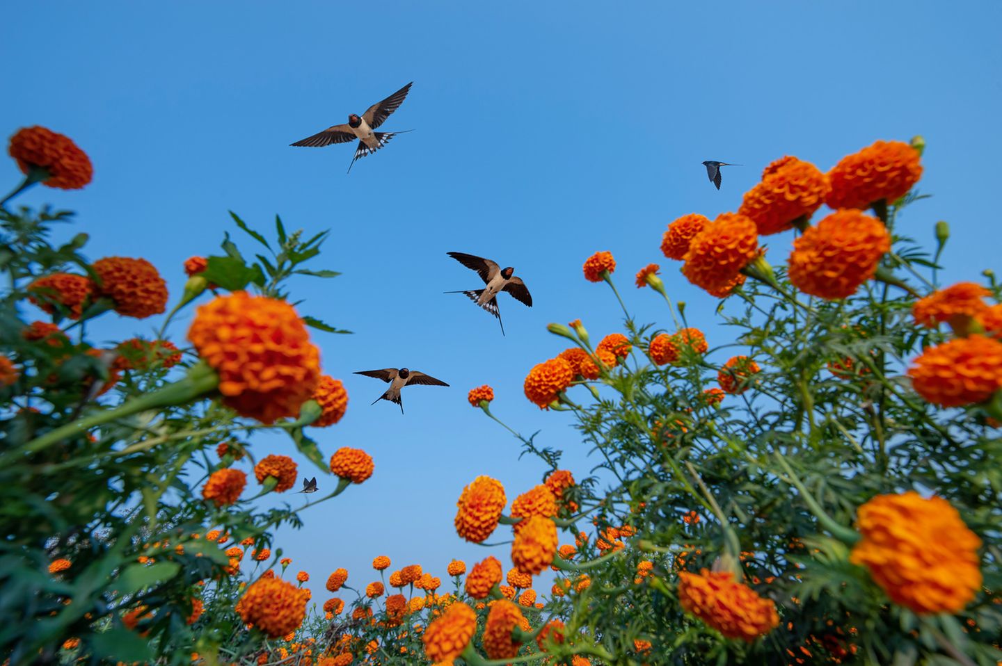 Das weiche Bett der Blumenwiese unter dem Körper spüren, das Summen und Brummen von Insekten im Ohr hören und mit einem würzigen Duft in der Nase durch die leuchtenden Blüten hindurch in den blauen Himmel blicken, in dem Schwalben kreisen: Baiju Patils Aufnahme lässt den Betrachter unwillkürlich in diesem Moment versinken. Die Ringelblume Calendula, die hier auf einem Feld in der Nähe des Dorfes Hiware Bazar wächst, wird in Indien nicht nur als heilige Blume verehrt und zur Dekoration hinduistischer Gottheiten genutzt, sondern auch wegen ihrer heilenden Kräfte in der traditionellen Medizin geschätzt. Als Baiju Paril Schwalbenschwärme über den kräftig leuchtenden Blumen nach Futter suchen sah, platzierte er seine Kamera im Feld und drückte mittels Fernbedienung tausendfach ab.  