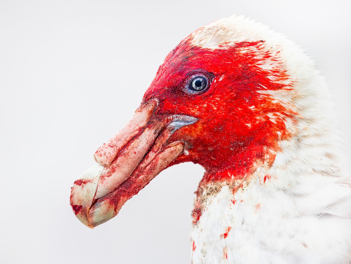 Dass er sich seine letzte Mahlzeit bestens hat munden lassen, kann dieser Riesensturmvogel (Macronectes giganteus) nicht verbergen: Sein Schnabel und das helle Gefieder am Kopf sind vom Stochern in einem blutenden Kadaver leuchtend rot gefärbt. Weil sich der Aasfresser mit Genuss auf verwesende Kadaver stürzt, verhindert er die Ausbreitung von Krankheiten und trägt so zum Schutz des Ökosystems bei. Außerdem sind Riesensturmvogelpaare hingebungsvolle Eltern, die ihre Küken gleichberechtigt ausbrüten und aufziehen. Steffen Foerster hat den faszinierenden Vogel auf den Falklandinseln fotografiert und mit seiner Aufnahme in der Kategorie "Portrait" gewonnen.