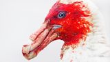 Dass er sich seine letzte Mahlzeit bestens hat munden lassen, kann dieser Riesensturmvogel (Macronectes giganteus) nicht verbergen: Sein Schnabel und das helle Gefieder am Kopf sind vom Stochern in einem blutenden Kadaver leuchtend rot gefärbt. Weil sich der Aasfresser mit Genuss auf verwesende Kadaver stürzt, verhindert er die Ausbreitung von Krankheiten und trägt so zum Schutz des Ökosystems bei. Außerdem sind Riesensturmvogelpaare hingebungsvolle Eltern, die ihre Küken gleichberechtigt ausbrüten und aufziehen. Steffen Foerster hat den faszinierenden Vogel auf den Falklandinseln fotografiert und mit seiner Aufnahme in der Kategorie "Portrait" gewonnen.