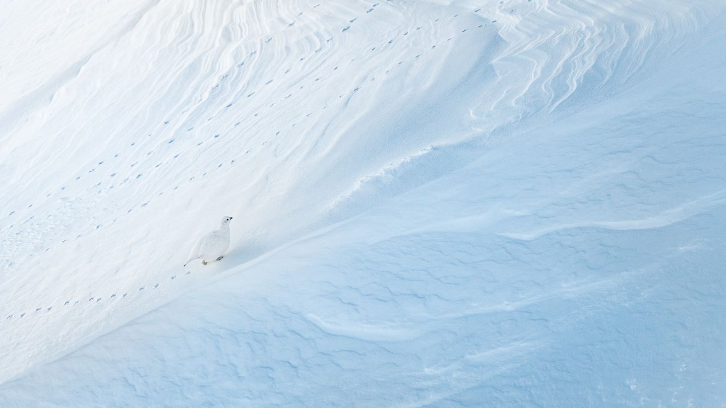 Ganz langsam, in kleinen Trippelschritten, erklimmt dieses Schneehuhn an einem frostigen Wintertag einen verschneiten Hang in den Schweizer Alpen. Dank der mehrmals jährlichen Mauser und des an die Umgebung angepassten Gefieders ist das Alpenschneehuhn (Lagopus muta) ein echter Meister der Anpassung und verschmilzt geradezu mit dem Hintergrund. Und so kommt es, dass die Fußspuren dieses Vogels und seiner Artgenossen, die Levi Fitze hier in schwachem Licht aufgenommen hat, deutlicher zu sehen sind als der Vogel selbst. 