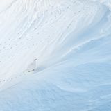 Ganz langsam, in kleinen Trippelschritten, erklimmt dieses Schneehuhn an einem frostigen Wintertag einen verschneiten Hang in den Schweizer Alpen. Dank der mehrmals jährlichen Mauser und des an die Umgebung angepassten Gefieders ist das Alpenschneehuhn (Lagopus muta) ein echter Meister der Anpassung und verschmilzt geradezu mit dem Hintergrund. Und so kommt es, dass die Fußspuren dieses Vogels und seiner Artgenossen, die Levi Fitze hier in schwachem Licht aufgenommen hat, deutlicher zu sehen sind als der Vogel selbst. 