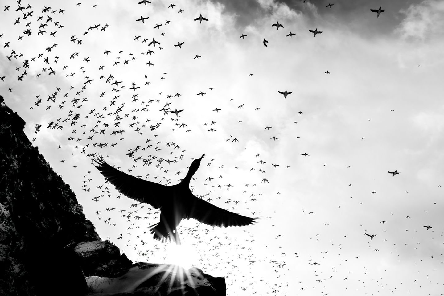 Die in den Himmel gerichtete Schwarzweißaufnahme eines Geschwaders von Krähenscharben (Gulosus aristotelis), das über die norwegische Insel Hornøya zieht, verwirrt den Betrachter im ersten Augenblick. Beinahe wirkt es, als gleite ein überdimensionaler Riesenvogel über den flatternden Schwarm seiner Artgenossen. Tatsächlich aber hat Jannik Jansons hier eine Krähenscharbe sehr nah und kontrastreich vor seinem Objektiv eingefangen – und sie dadurch in eine Gigantin verwandelt.