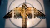 Sein Anblick mag mitleiderregend sein, doch der Gewöhnliche Habichtskuckuck (Hierococcyx varius), der hier betäubt auf eine Röntgenaufnahme wartet, hatte Glück: Eine indische Tierschutzstiftung hat ihn gerettet, nachdem er in der Stadt von einem Auto angefahren wurde und verletzt unter einem parkenden Auto Schutz suchte. Nun soll überprüft werden, wie schwer die Verletzungen an seinen Flügeln sind. Der Habichtskuckuck ist ein Brutparasit, legt seine Eier also in die Nester kleinerer Stadtvögel. Doch genau das wird ihm zum Verhängnis: Im Gegensatz zu den kleinen Vögeln fällt es dem großen Habichtskuckuck schwer, in der städtischen Umgebung zu überleben. Sarthak Agrawal gewinnt mit dem Foto in der Kategorie "Röntgenaufnahme".