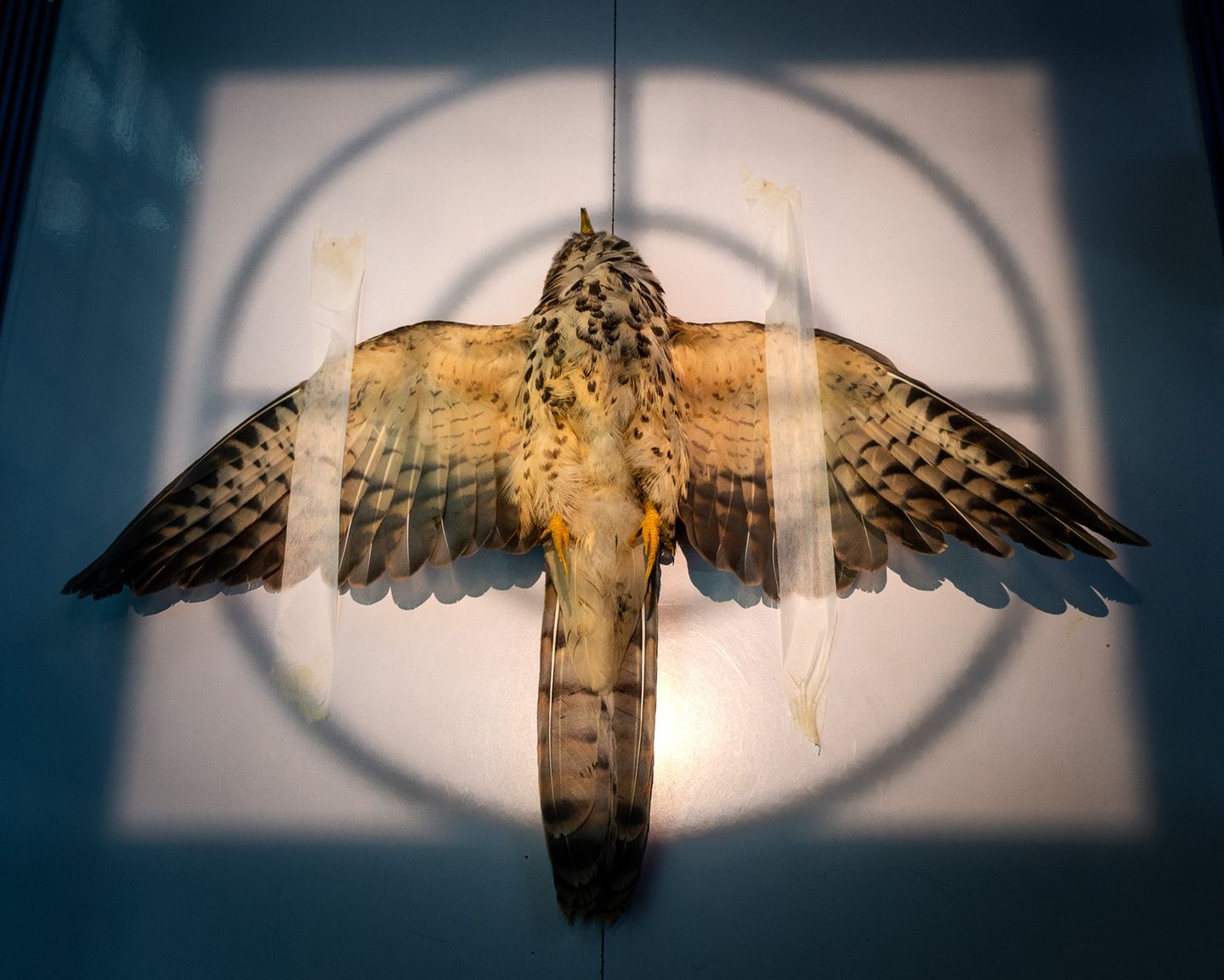 Sein Anblick mag mitleiderregend sein, doch der Gewöhnliche Habichtskuckuck (Hierococcyx varius), der hier betäubt auf eine Röntgenaufnahme wartet, hatte Glück: Eine indische Tierschutzstiftung hat ihn gerettet, nachdem er in der Stadt von einem Auto angefahren wurde und verletzt unter einem parkenden Auto Schutz suchte. Nun soll überprüft werden, wie schwer die Verletzungen an seinen Flügeln sind. Der Habichtskuckuck ist ein Brutparasit, legt seine Eier also in die Nester kleinerer Stadtvögel. Doch genau das wird ihm zum Verhängnis: Im Gegensatz zu den kleinen Vögeln fällt es dem großen Habichtskuckuck schwer, in der städtischen Umgebung zu überleben. Sarthak Agrawal gewinnt mit dem Foto in der Kategorie "Röntgenaufnahme".