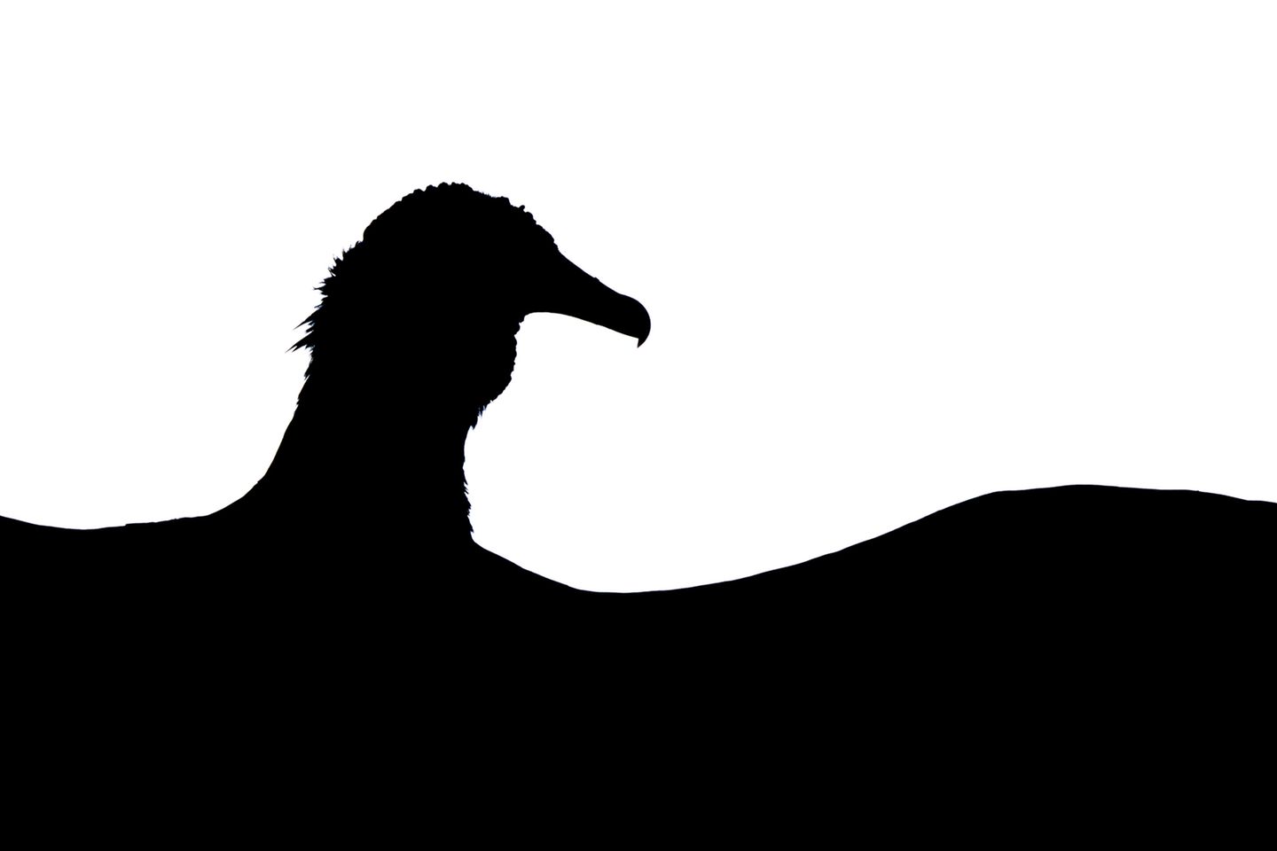 Wie ein Schattenbild zeichnet sich die Silhouette dieses Mönchsgeiers vor dem weißen Hintergrund ab. Tomasz Michalski hat das kontrastreiche Foto aufgenommen und wurde dafür zum "Young Bird Photographer of the Year" gekürt.