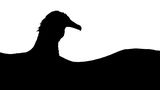 Wie ein Schattenbild zeichnet sich die Silhouette dieses Mönchsgeiers vor dem weißen Hintergrund ab. Tomasz Michalski hat das kontrastreiche Foto aufgenommen und wurde dafür zum "Young Bird Photographer of the Year" gekürt.