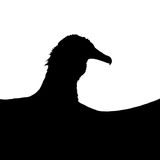 Wie ein Schattenbild zeichnet sich die Silhouette dieses Mönchsgeiers vor dem weißen Hintergrund ab. Tomasz Michalski hat das kontrastreiche Foto aufgenommen und wurde dafür zum "Young Bird Photographer of the Year" gekürt.