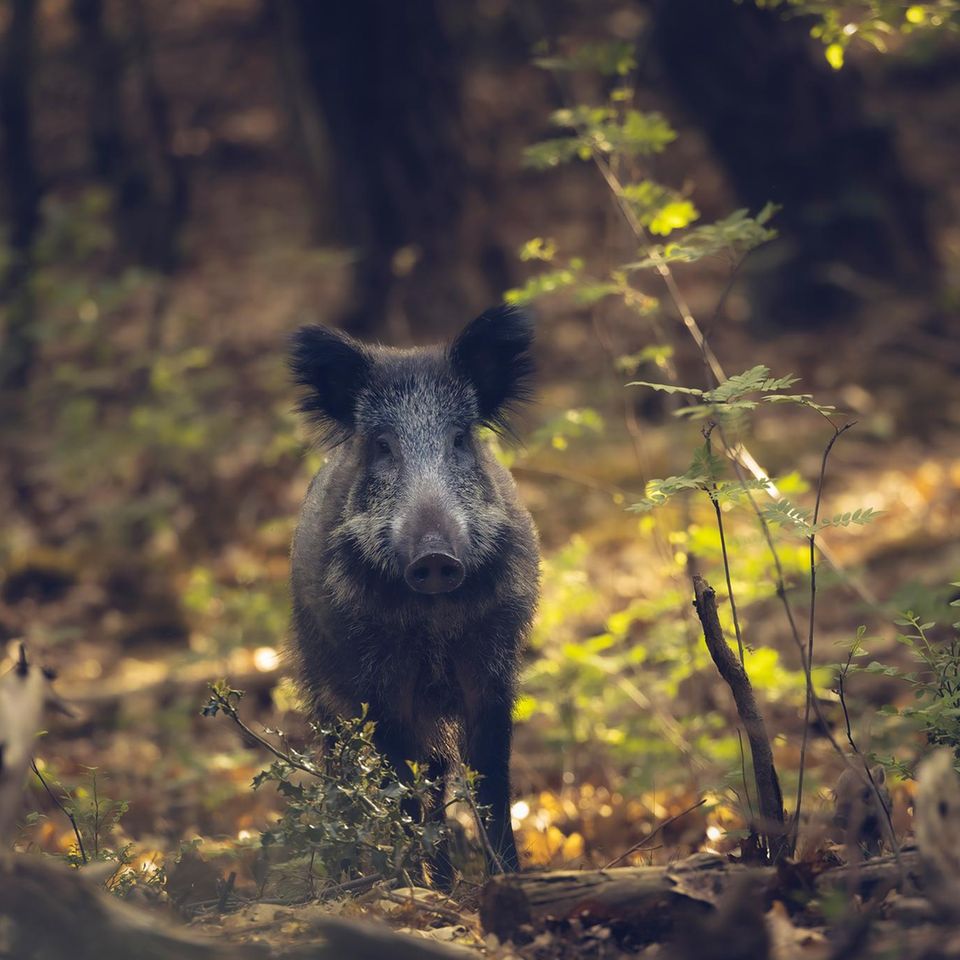 Wenn man ihnen nicht zu nahe kommt, sind Wildschweine völlig friedlich, scheu sogar. Doch fühlen sie sich angegriffen, setzen sie zur Verteidigung an – das bekommen hin und wieder Hunde und ihre Besitzerinnen zu spüren