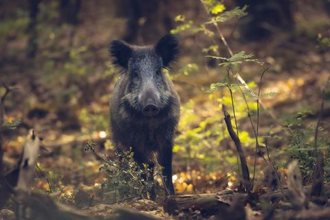 Wenn man ihnen nicht zu nahe kommt, sind Wildschweine völlig friedlich, scheu sogar. Doch fühlen sie sich angegriffen, setzen sie zur Verteidigung an – das bekommen hin und wieder Hunde und ihre Besitzerinnen zu spüren