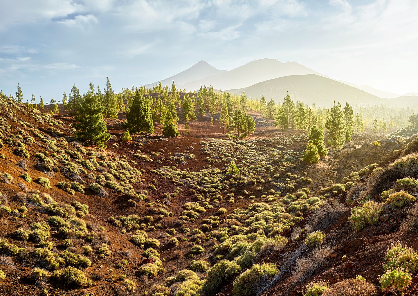 Pinienwälder auf Teneriffa Blick auf die Pinienwälder auf Teneriffa