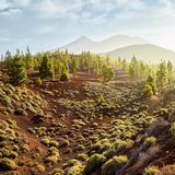 Blick auf die Pinienwälder auf Teneriffa