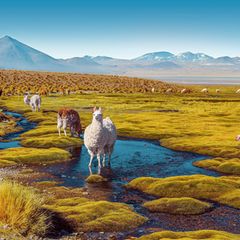 Lamaherde auf dem Altiplano, eine Hochebene in den Anden