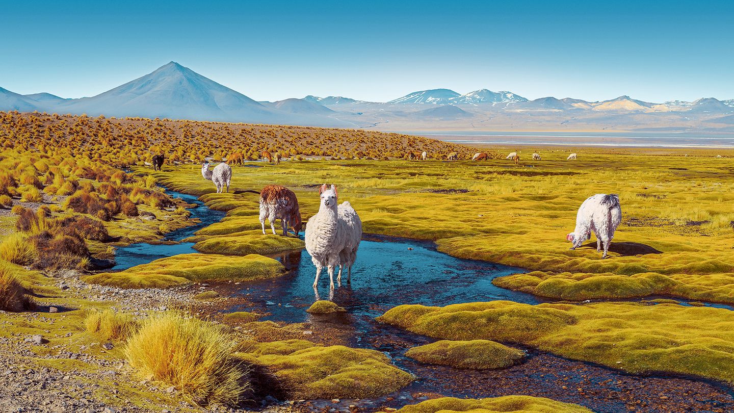 Lamaherde auf dem Altiplano, eine Hochebene in den Anden