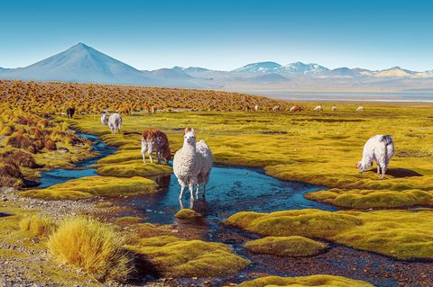 Lamaherde auf dem Altiplano, eine Hochebene in den Anden