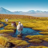 Lamaherde auf dem Altiplano, eine Hochebene in den Anden