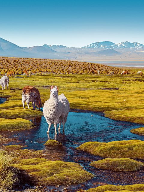 Lamaherde auf dem Altiplano, eine Hochebene in den Anden