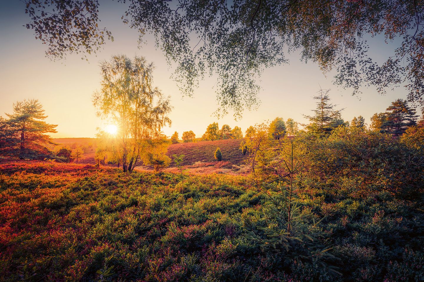 Lüneburger Heide im Abendlicht