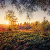 Lüneburger Heide im Abendlicht