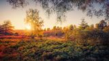 Lüneburger Heide im Abendlicht