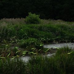 Leuchtendes Flimmern über einer Wiese