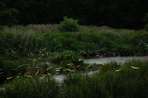Leuchtendes Flimmern über einer Wiese