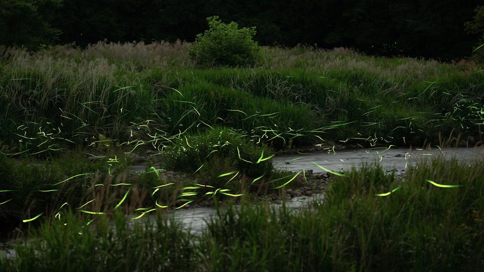 Leuchtendes Flimmern über einer Wiese