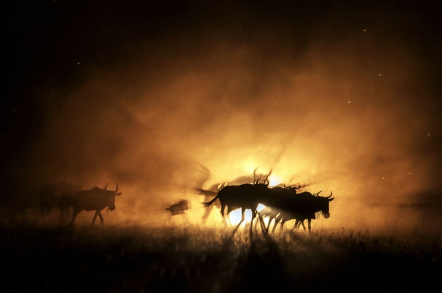 Commended - Gnus auf der Flucht